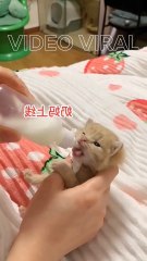 New!!! Cara Menyusui Bayi Kucing