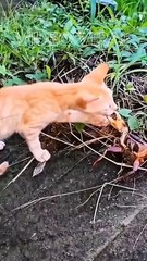 New!!! Kucing Oyen Lawan Kepiting