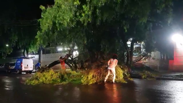 Galhos de árvore caem e bloqueiam entrada de condomínio na Rua Osvaldo Cruz