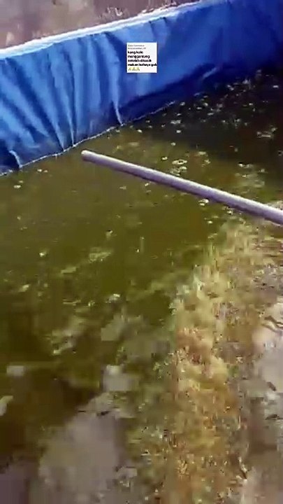 Kalau ikan lele menggantung setelah dikasih makan bahaya atau tidak❓