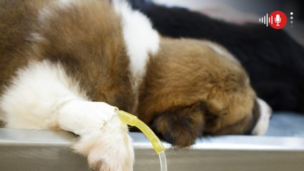 Denuncian que más del 50% de animales que llegan a urgencias del IDPYBA terminan en eutanasia