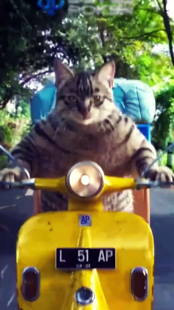 Bike racing videos cat funny videos training videos cooking videos