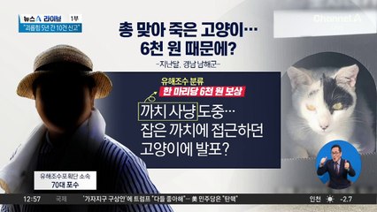 6천 원 때문에?…남해서 총 맞은 고양이 사체 발견