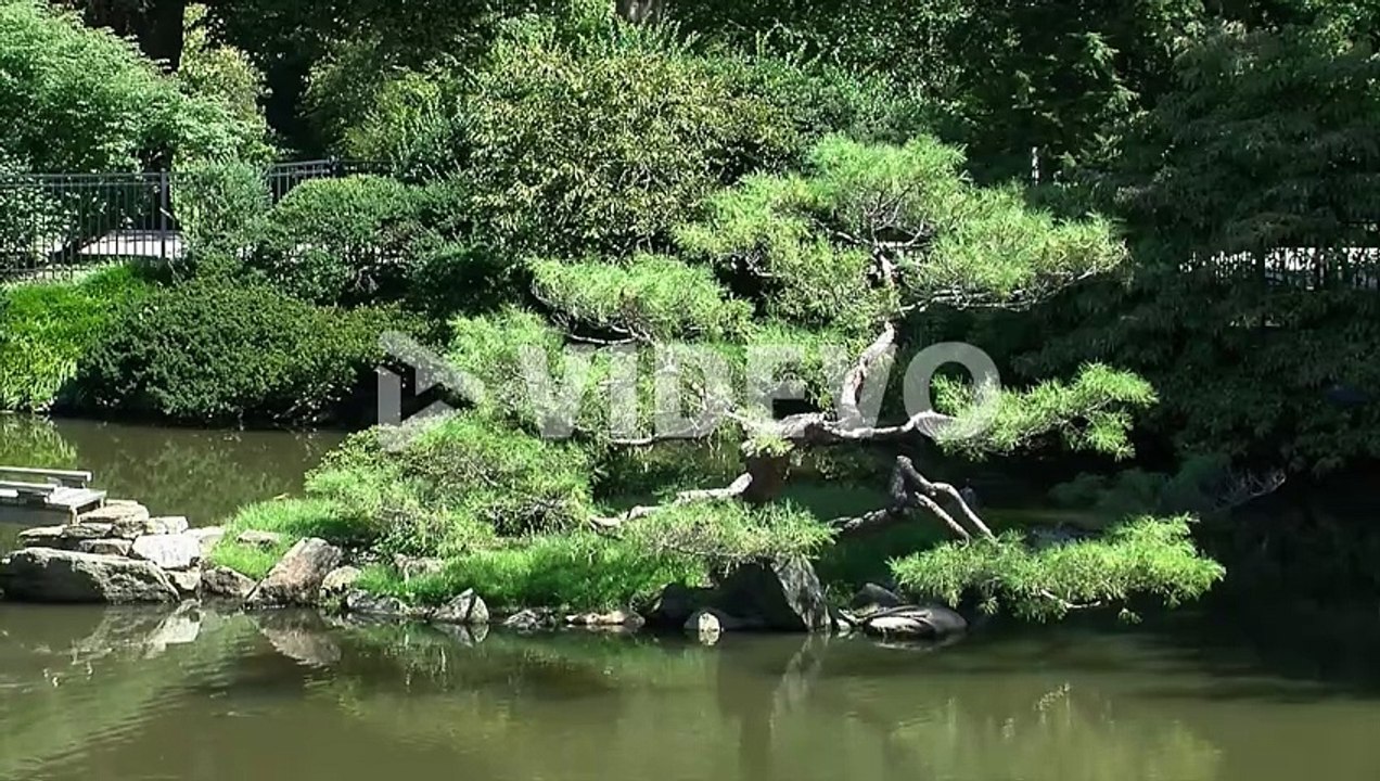 A pine tree pruned in the niwaki style grows on a small island in a Japanese garden