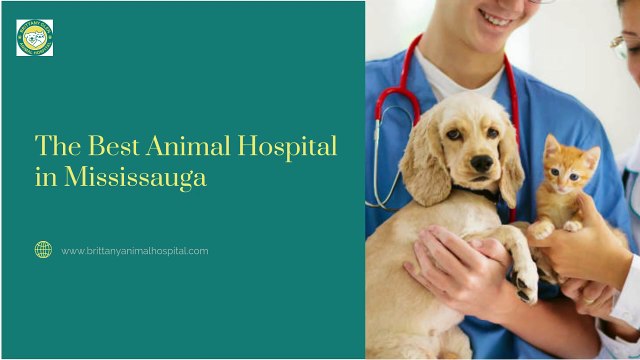 Advanced Veterinary Care at the Best Animal Hospital in Mississauga