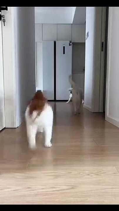 Hund bringt die Zeitung! 20250206