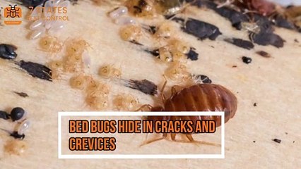 Best Bed Bug Exterminator in Melbourne  Effective Bed Bug Removal in Melbourne