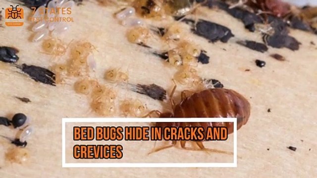 Best Bed Bug Exterminator in Melbourne Effective Bed Bug Removal in Melbourne