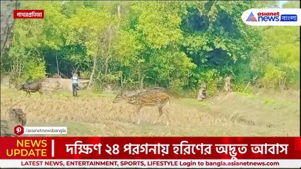এমন দেখেছেন! হরিণের সঙ্গী গরু ও ছাগল, গ্রামবাসীদের আদরে বেড়ে উঠছে হরিণ