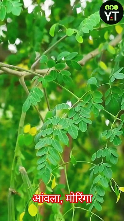 Hair Growth Hack Amla, Moringa & Aloe Vera Shot for Instant Hair Growth