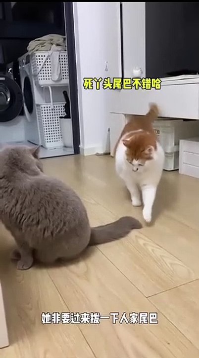 Hund bringt Fernbedienung! 20250206