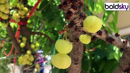 Amla में Nak मिलाकर खाना चाहिए या नहीं, Expert Advice | Boldsky