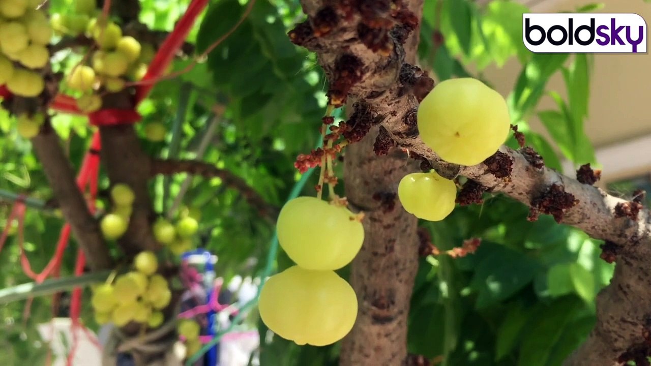 Amla में Nak मिलाकर खाना चाहिए या नहीं, Expert Advice | Boldsky