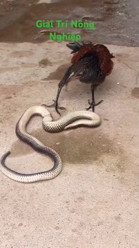 Amazing facts 😱😱 #dailymotion #youtube #facebook #twitter #twitch #motiongraphics #deezer #tv #dlive #instagram #stream #motion #twitchstreamer #fightingmentalillness #twitchclips #twitchretweet #twitchaffiliate #twitchshare #ant #scribaland #tiktok #gr