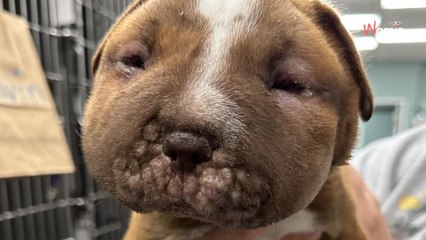 Ils trouvent une boîte déposée dans la rue verglacée et y découvrent un chiot avec une terrible maladie