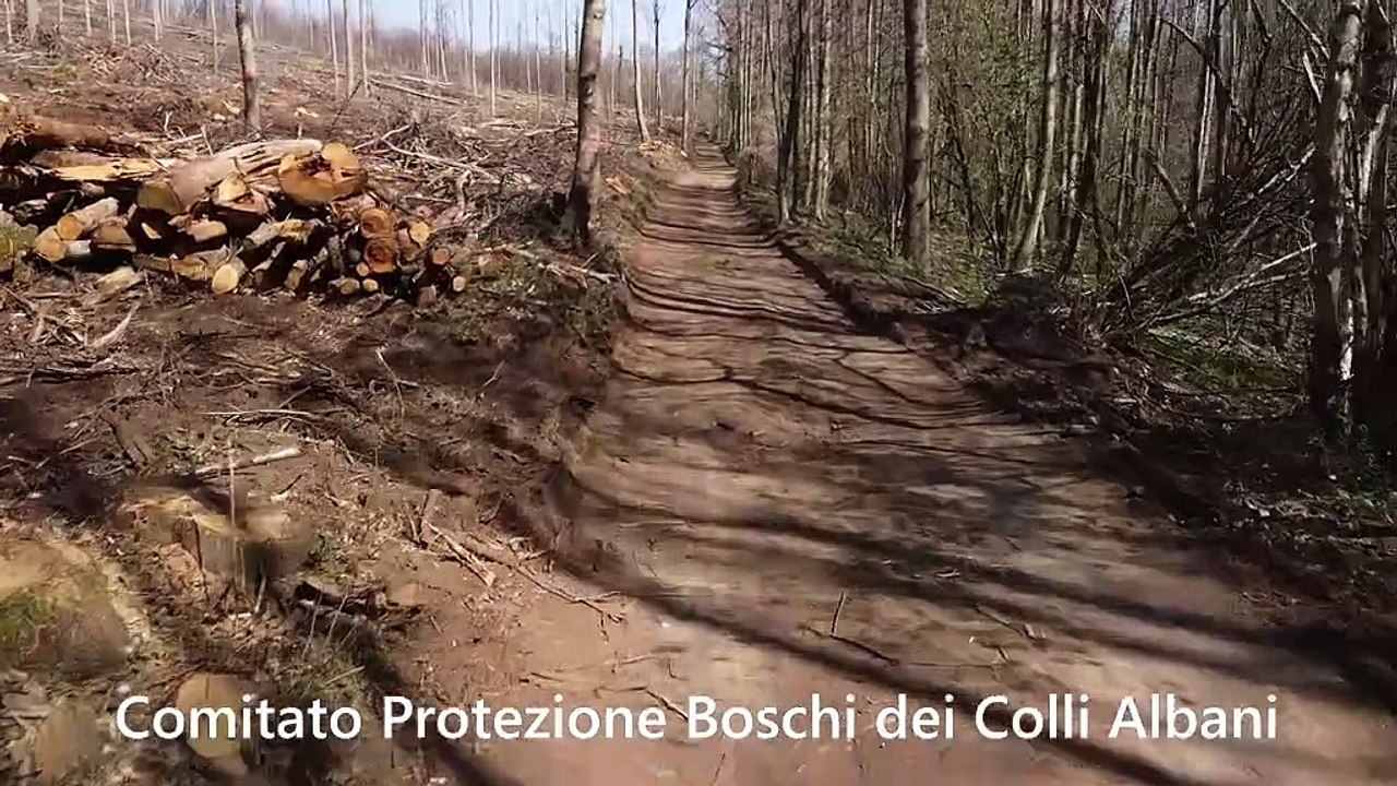 Il disboscamento ai Castelli Romani prosegue - corteo sabato 15 febbraio a Rocca di Papa