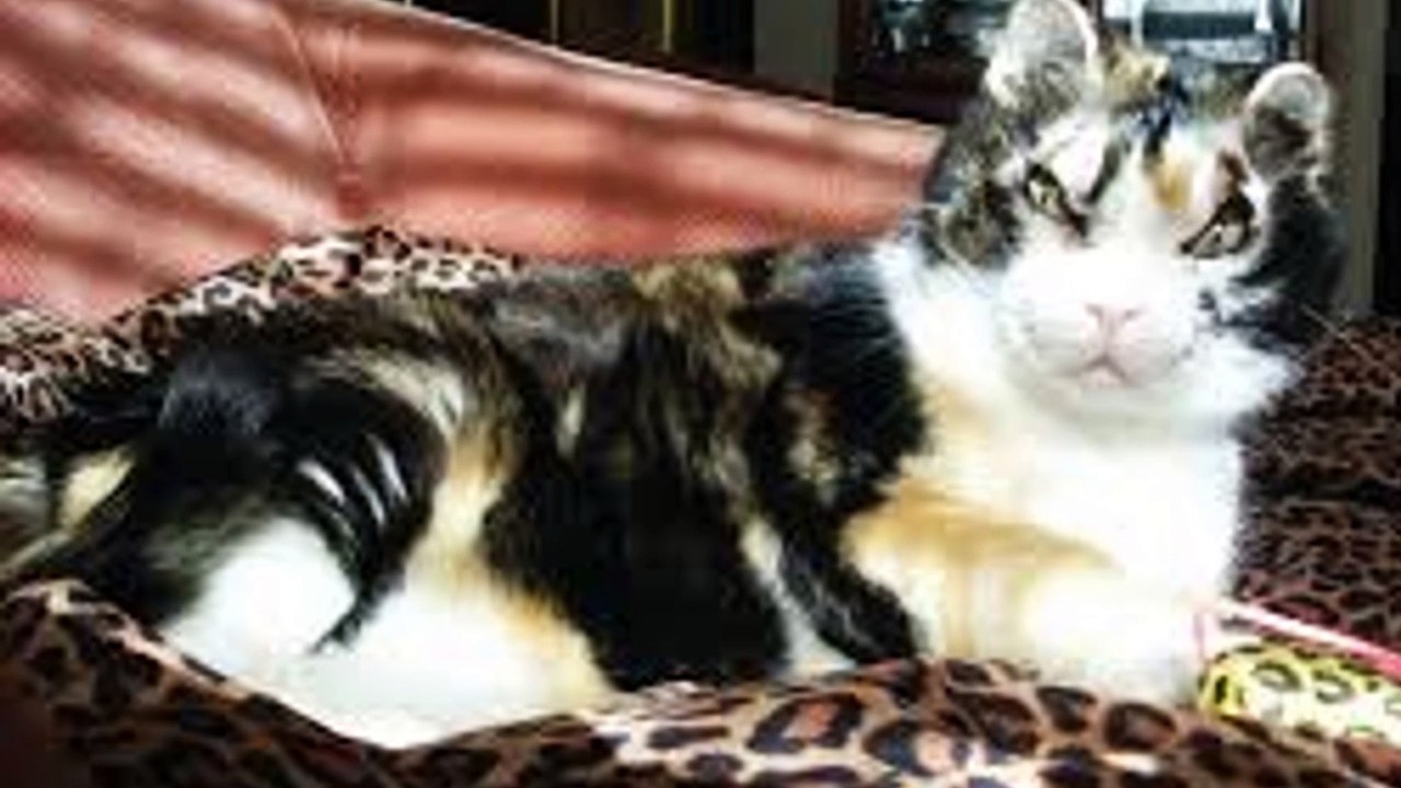 Scarlett - The Hero Cat Braved Fire To Save Her Kittens