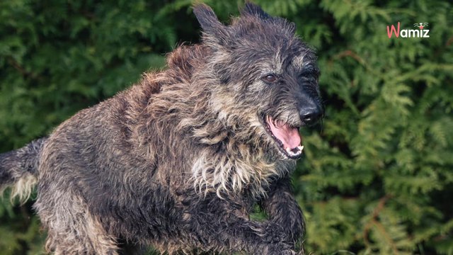 Elle fête ses 10 ans au refuge après l'hospitalisation de son maître : qui réconfortera cette gentille chienne ?