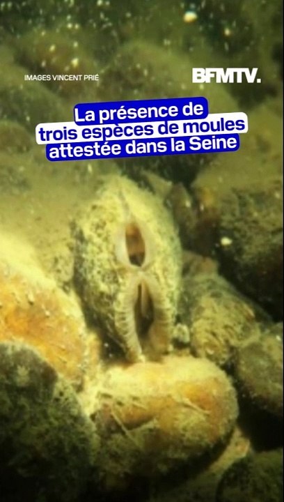 La présence de trois espèces de moules en danger d'extinction attestée dans la Seine