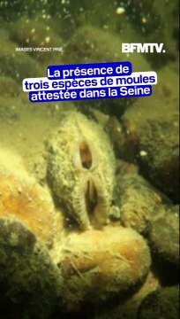 La présence de trois espèces de moules en danger d'extinction attestée dans la Seine