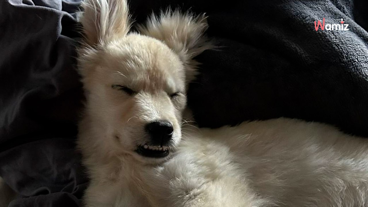 Woman adopts three Retrievers while her husband is away on a military operation