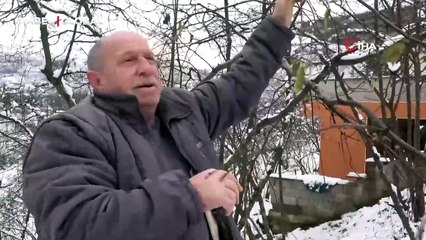 Vaktinde yağan kar fındık üreticisini sevindirdi: "Eksi 5 dereceye düşmediği sürece..."