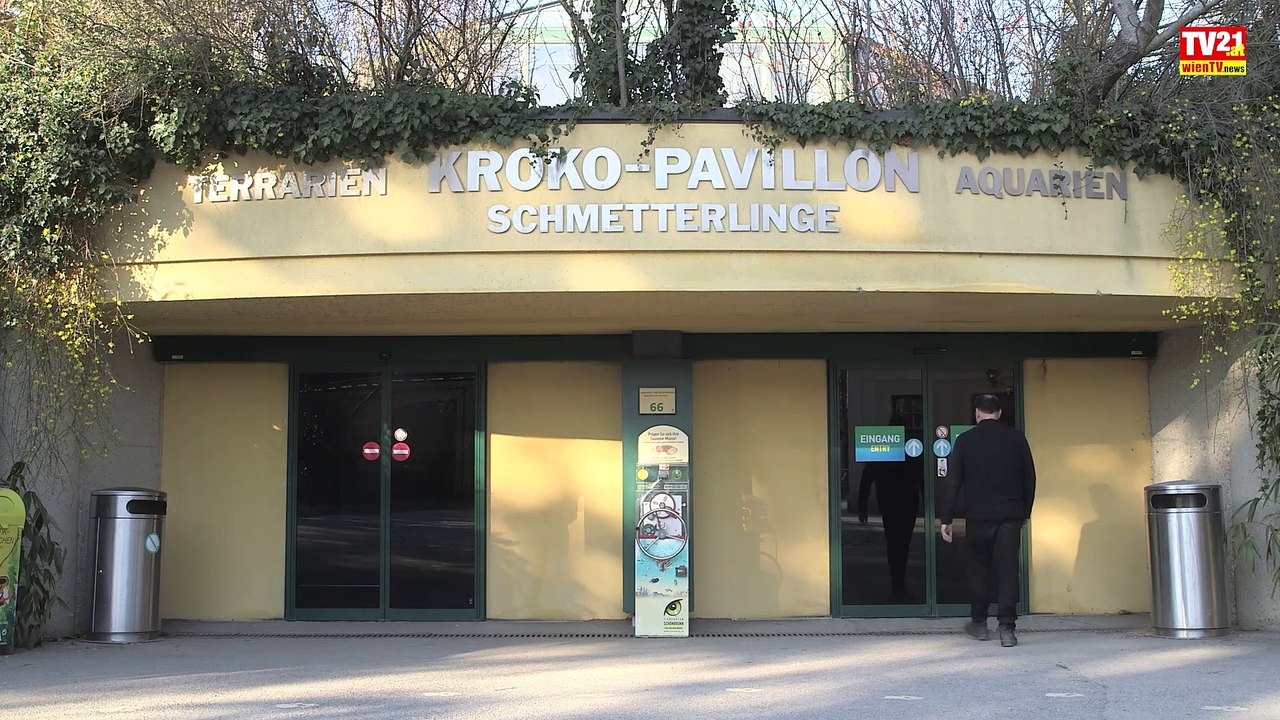 Wie kleine Drachen Taubwarane in Schönbrunn