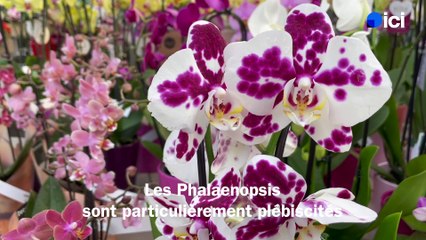 Roland Motte, jardinier : sélection de plantes à offrir à la Saint-Valentin