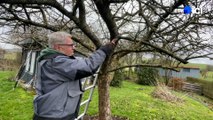 Roland Motte, jardinier : les soins des arbres fruitiers en hiver