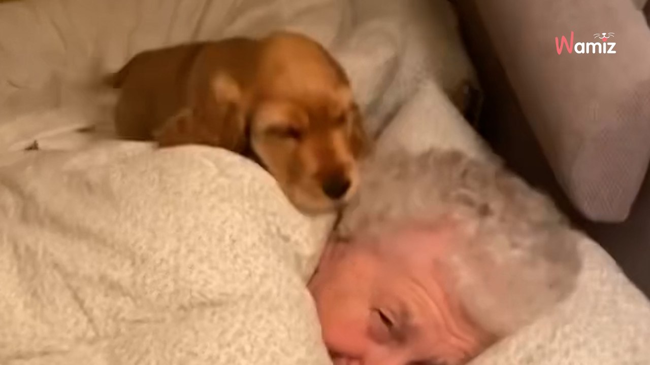 Puppy gets into bed with owner's grandma: clip melts hearts around the world