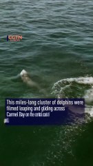 'Super Pod' of Over 1,500 Dolphins Swims Off California Coast