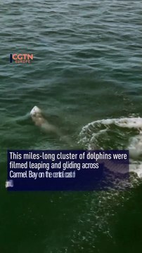 'Super Pod' of Over 1,500 Dolphins Swims Off California Coast