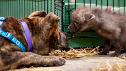 Dans un zoo américain, un louveteau se lie d’amitié avec un chien de refuge