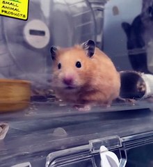 🐹 Are you ready to dive into the adorable world of HAMSTERS? Join us in th