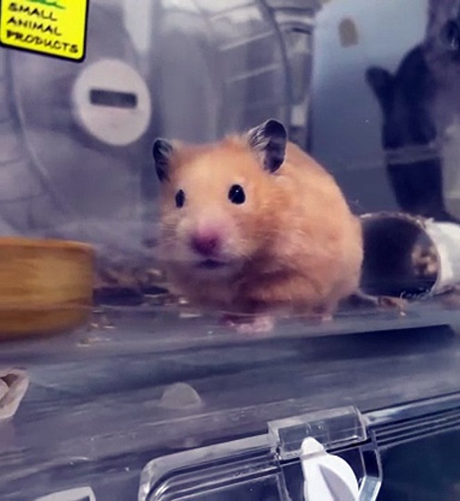 🐹 Are you ready to dive into the adorable world of HAMSTERS? Join us in th