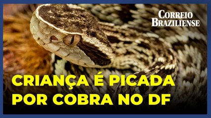 Menina de cinco anos é picada por cobra jararaca no DF