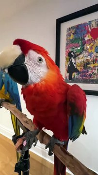 Can you guess which fruit their eating? 😍 Powered by @Fruit Plug LTD - #parrot #fruit #eating #bird