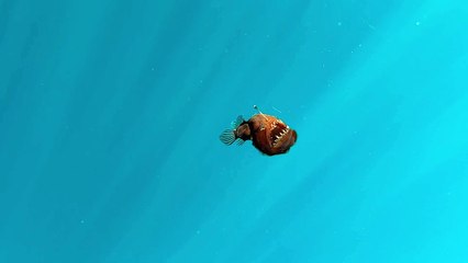 Avistamiento único de un diablo negro en aguas del archipiélago canario