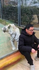 Un tigre se acerca peligrosamente a un hombre y su reacción final termina sorprendiendo a todos