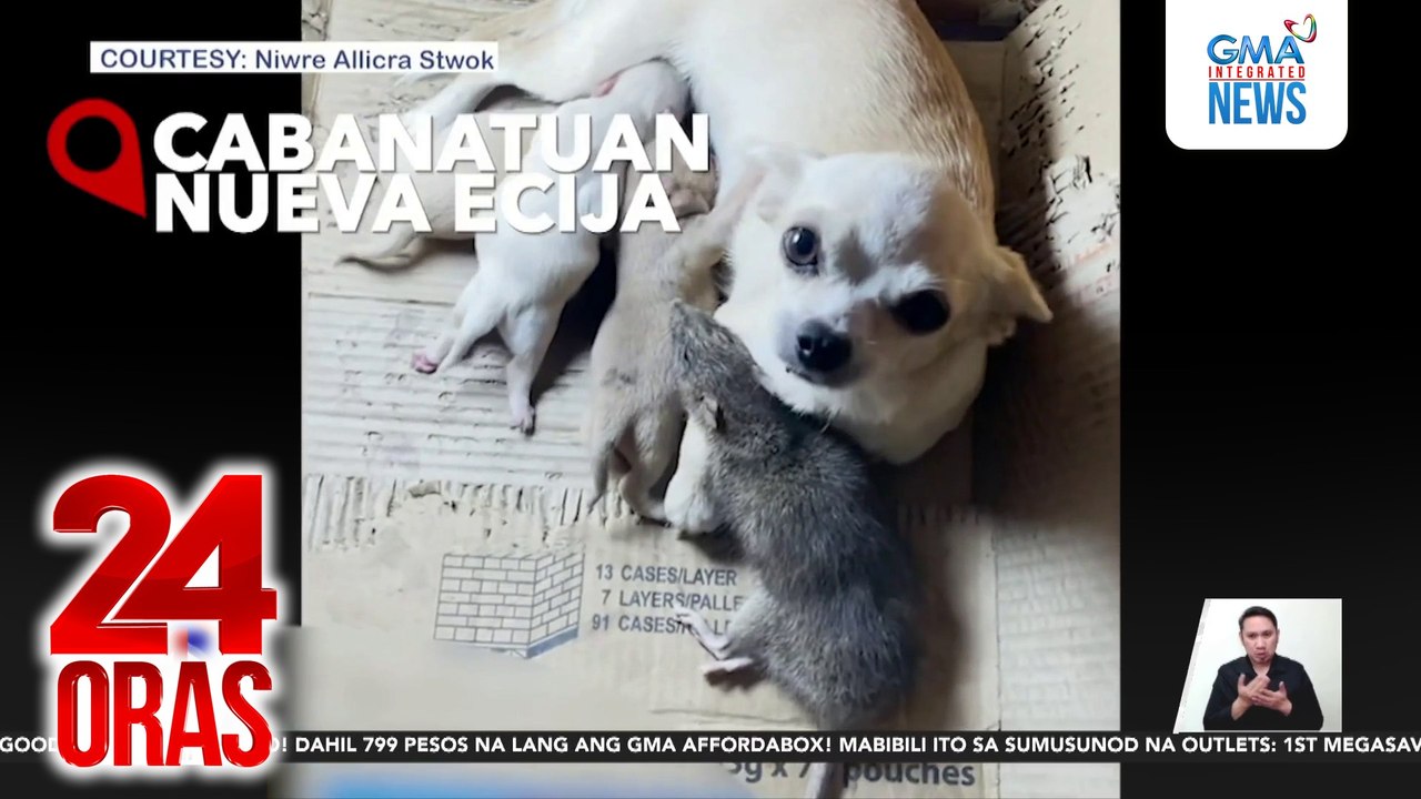 Daga, tila inampon o napagkamalang tuta ng bagong panganak na chihuahua | 24 Oras