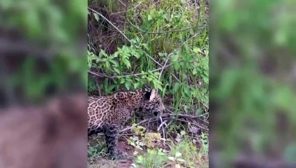 Una feroz mamá de jaguar da una poderosa lección con la forma de enseñar a su hijo a nadar