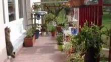 Balcon habité
