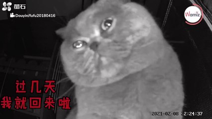 Frauchen will nur ihre Katze beobachten: Was die Kamera dann filmt, lässt niemanden kalt!