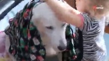 Kleines Mädchen wickelt den Hund in eine Decke: Seine Reaktion überrascht die ganze Welt