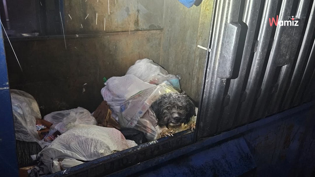 Il ouvre la benne à ordures pour jeter ses déchets : ce qui brille dans le noir lui fait la peur de sa vie