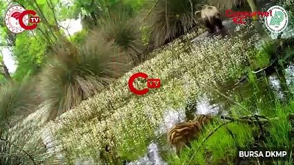 Yaban domuzu yavruları fotokapanla görüntülendi