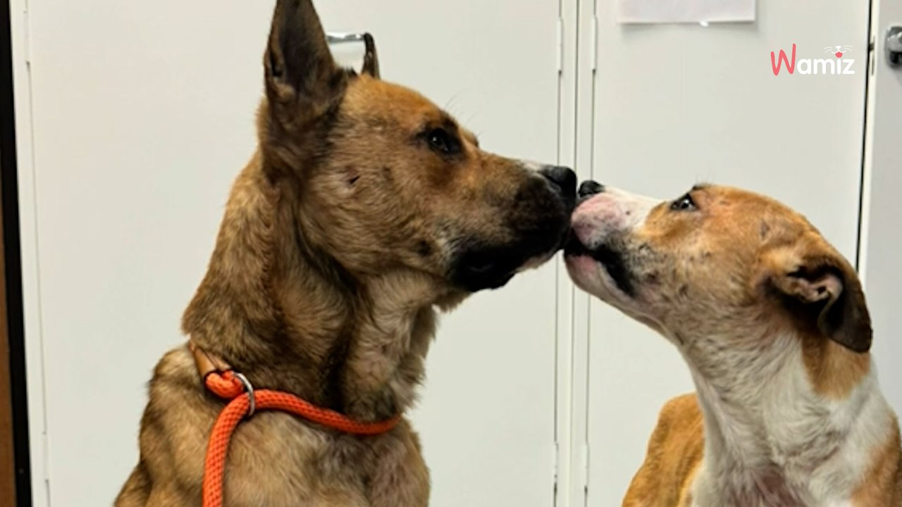 Deux chiens errants se retrouvent après une séparation : leurs retrouvailles au refuge font chaud au coeur