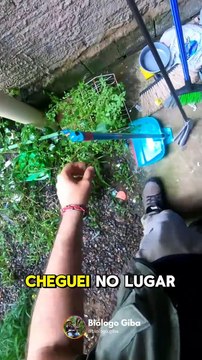 VÍDEO: Cobra venenosa assusta família ao ser encontrada ao lado de roupas em Jaraguá do Sul