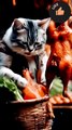 Cat cooking videos chiken cooking videos funny videos