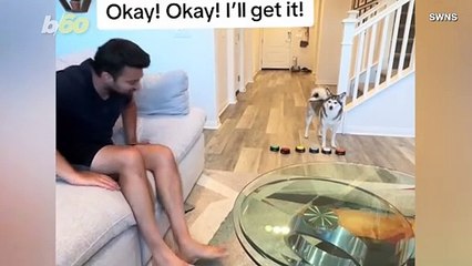 This Dog Actually Bosses This Woman’s Husband Around! It’s So Funny You Have To Watch